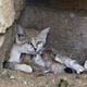 Illustration for article titled Surprise Sand Kittens are the Best Sand Kittens